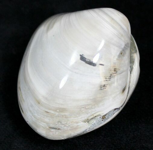 Polished Fossil Astarte Clam - Medium Size #25595